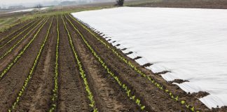 Ochrona warzyw przed przymrozkami