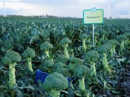 Odmiana Titanium F1- przemysłowy kierunek produkcji brokuła jak długo rośnie brokuł | warzywapolowe