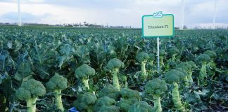 Odmiana Titanium F1- przemysłowy kierunek produkcji brokuła jak długo rośnie brokuł | warzywapolowe