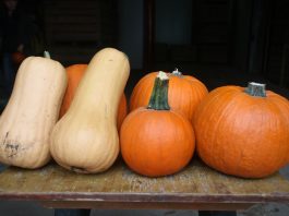 Dynie na Halloween i do jedzenia