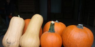 Dynie na Halloween i do jedzenia