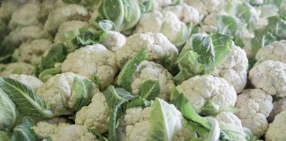 Huberto – wyjątkowy kalafior!