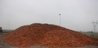 Nawożenie marchwi w deszczowym roku