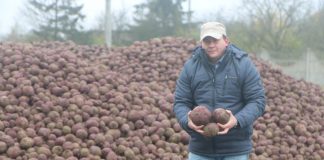 Wciąż trwają zbiory marchwi i buraka ćwikłowego