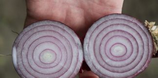 Trudny sezon cebulowy w Wielkiej Brytanii