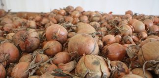 Onion Today – aplikacja do handlu cebulą i więcej