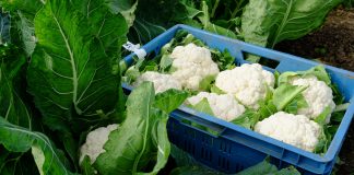 Wczesne odmiany kalafiorów, na których można zarobić