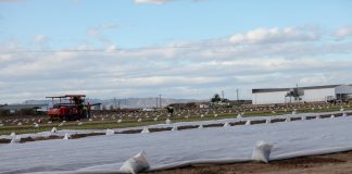 Wyższe ceny warzyw z Hiszpanii