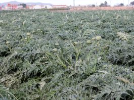 Uprawa warzyw polowych w Europie u progu drugiego kwartału 2018