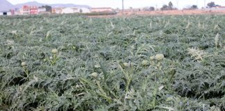 Uprawa warzyw polowych w Europie u progu drugiego kwartału 2018