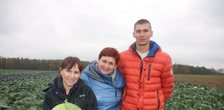 Odmiany kapusty ogrodowej – zbiór, jak wygląda? – Coronet odmiana kapusty ogrodowej o jadalnym zgrubieniu łodygi | warzywapolowe