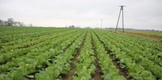 Dynie i kapusta pekińska zamiast ziemniaków