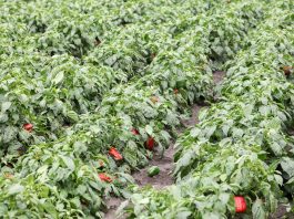 Jak zarobić na uprawie papryki gruntowej?