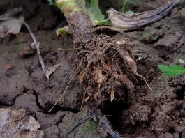 Kiła kapusty – również problemem w uprawie rzepaku