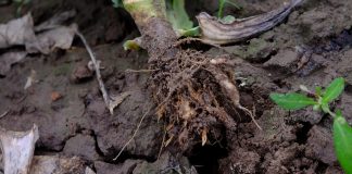 Kiła kapusty – również problemem w uprawie rzepaku