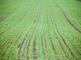 Nowy herbicyd dla producentów zbóż