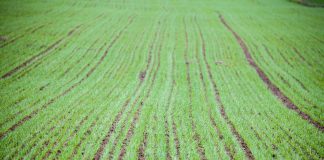 Nowy herbicyd dla producentów zbóż