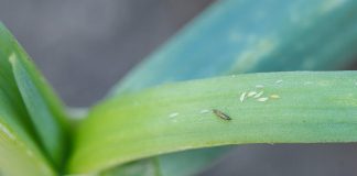 Po chłodnej wiośnie – upalne lato. Jak sobie radzą warzywa polowe? jak wyglądają wciornastki | warzywapolowe