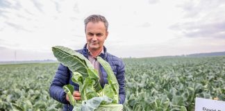 Niezawodne odmiany kalafiorów dla przetwórstwa