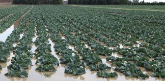 Problemy w uprawie kapustnych na południu Europy