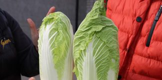 Dobra kondycja kapusty pekińskiej w przechowalni, niskie ceny warzyw