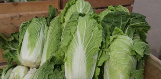 Kapusty pekińskie warte uwagi (część. I) pekinki | warzywapolowe