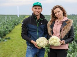 Odmiany kalafiorów na okres lata w opinii producentów