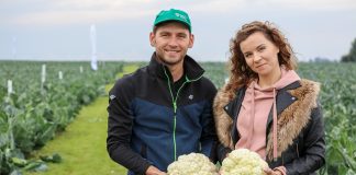 Odmiany kalafiorów na okres lata w opinii producentów