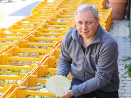 Test odmian kapusty białej do długiego przechowywania