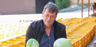 Kapusta do przechowywania – zagęszczenie ma znaczenie