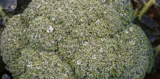 Brokuły – najzdrowsze warzywo na świecie?