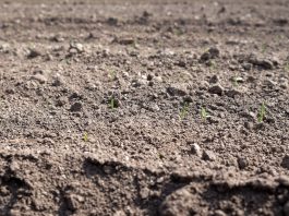 Herbicydy w cebuli w sytuacji gdy wschody nastąpiły wyjątkowo szybko