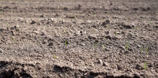 Herbicydy w cebuli w sytuacji gdy wschody nastąpiły wyjątkowo szybko