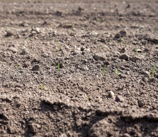 Herbicydy w cebuli w sytuacji gdy wschody nastąpiły wyjątkowo szybko