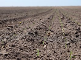 Dlaczego wyrównanie wschodów cebuli jest takie ważne?