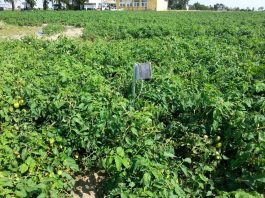 Badanie wilgotności gleby