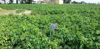 Badanie wilgotności gleby