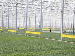 Rozsada warzyw na wiosenne nasadzenia