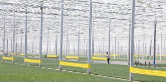 Rozsada warzyw na wiosenne nasadzenia