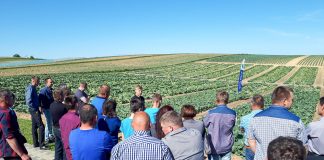 Wczesne kapusty i ekonomiczne ich nawożenie