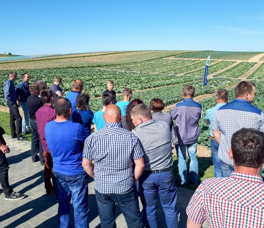 Wczesne kapusty i ekonomiczne ich nawożenie