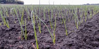 Cebulowe plantacje Onion Leader – Kujawy