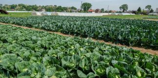 Na wczesnych warzywach można w tym roku dobrze zarobić