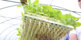 Innowacyjna technologia produkcji rozsady tytoniu