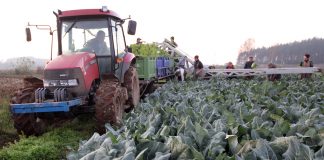 Nazwali pracowników parobkami i obrazili rolników, czyli pertraktacje o umowę pomocnika przy zbiorach