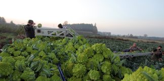 Od dziś można stosować nowy typ umowy pomocnika przy zbiorach. Co warto wiedzieć?