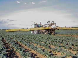 Dobra ochrona warzyw się opłaca