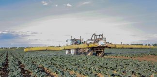 Dobra ochrona warzyw się opłaca