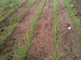 Lustracje cebulowych plantacji w Czechach – połowa maja