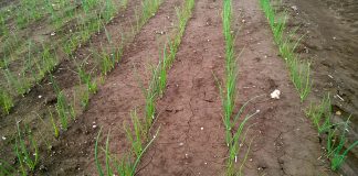 Lustracje cebulowych plantacji w Czechach – połowa maja